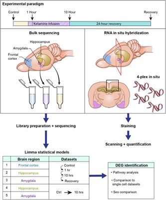 Transcriptional Activation, Deactivation and Rebound Patterns in Cortex, Hippocampus and Amygdala in Response to Ketamine Infusion in Rats